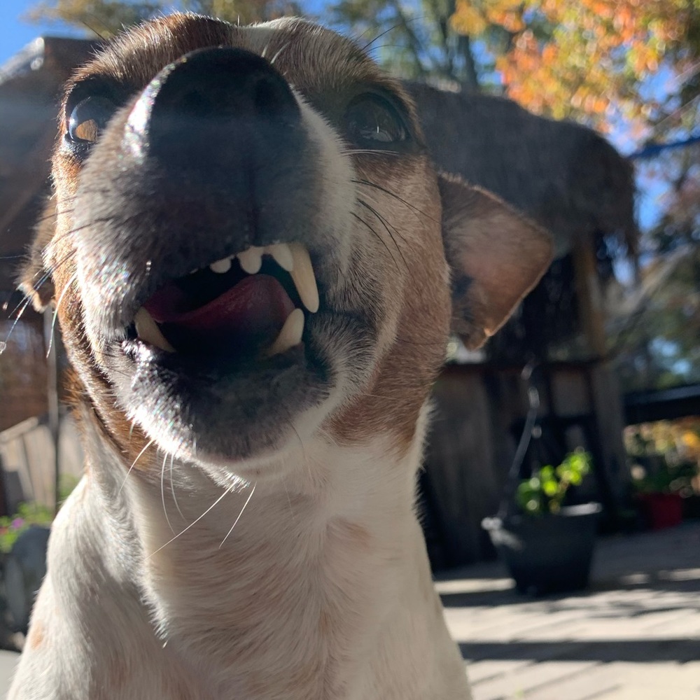 Meet your Posher, Brenda